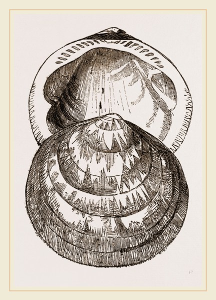 Hairy Pectunculus