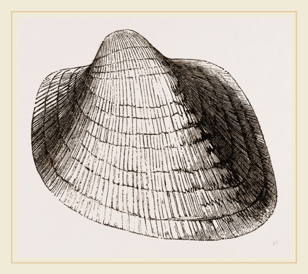 Eared Cumllaea