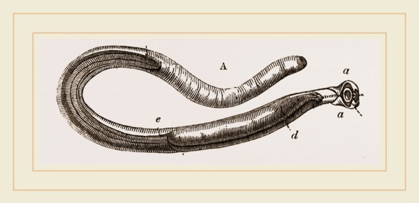 Teredo navalis