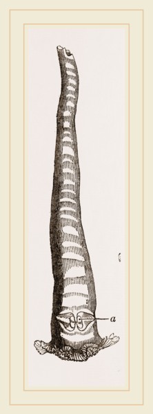 Javanese Aspergillum