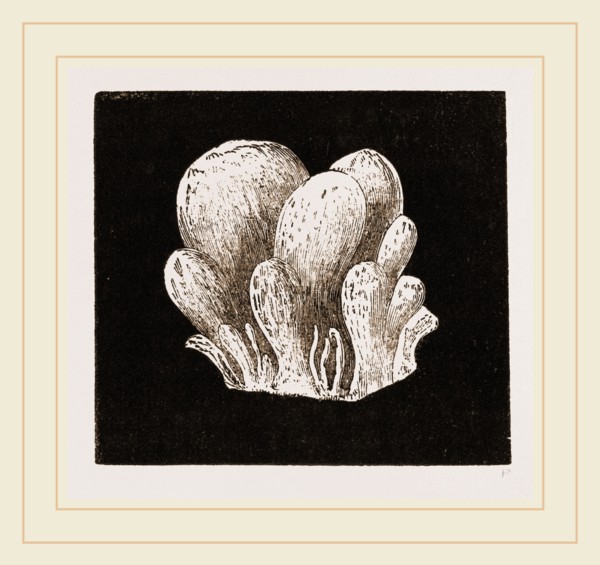 Amaroucium proliferum