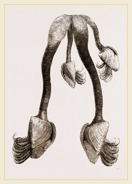 Common Bernicle
