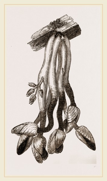 Duck Bernicle