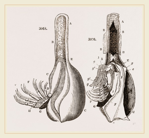 Anatomy of Bernicle