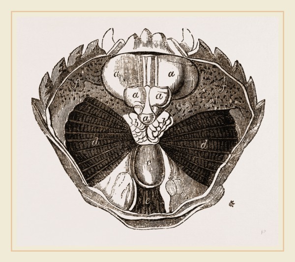 Carcinus maenas open