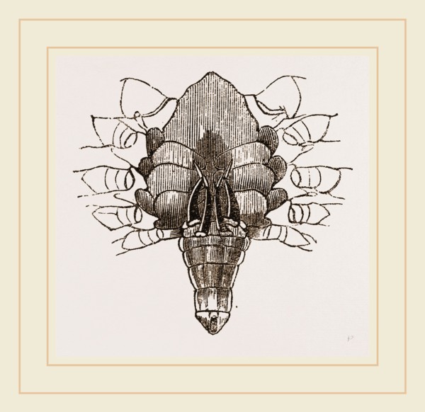 Under side of Male Crab