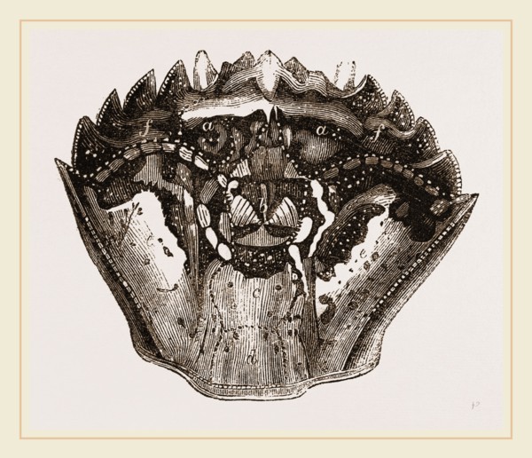 Carapace of Carcinus maenas