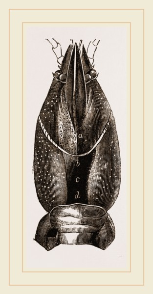 Carapace of Astacus fluviatilis