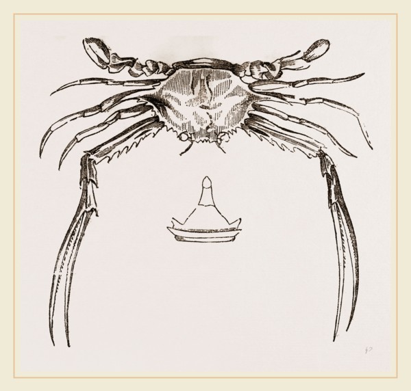 Lupea forceps