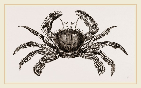 Portunus puber