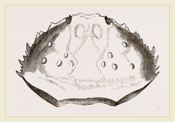 Carapace of Etisus dentatus