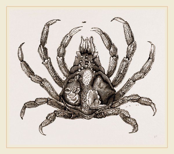 Naxia serpulifera
