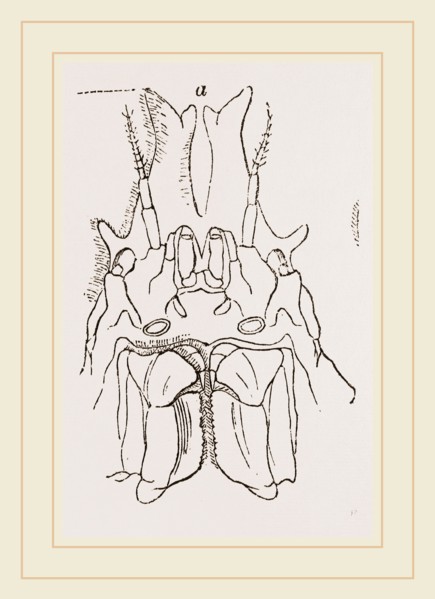 Naxia serpulifera