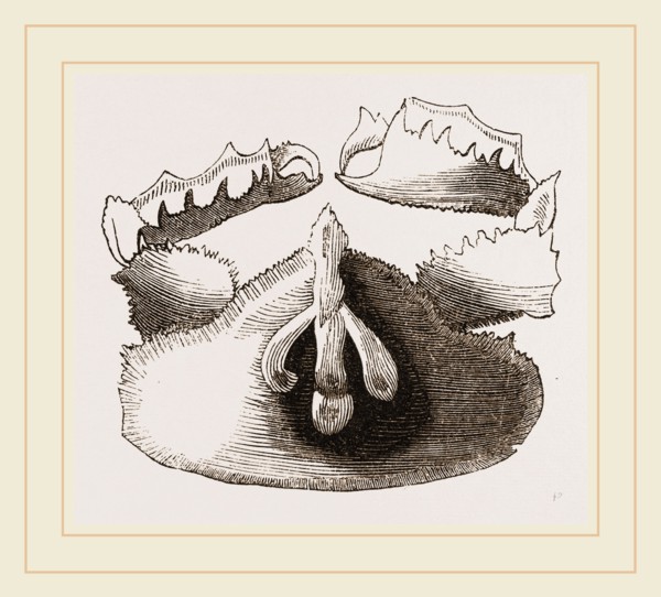 Cryptopodia fornicata Upper Surface