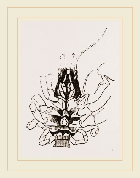 Under Side of Thorax Cenobita