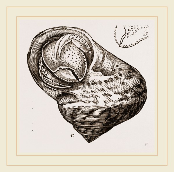 Cenobita Diogenes