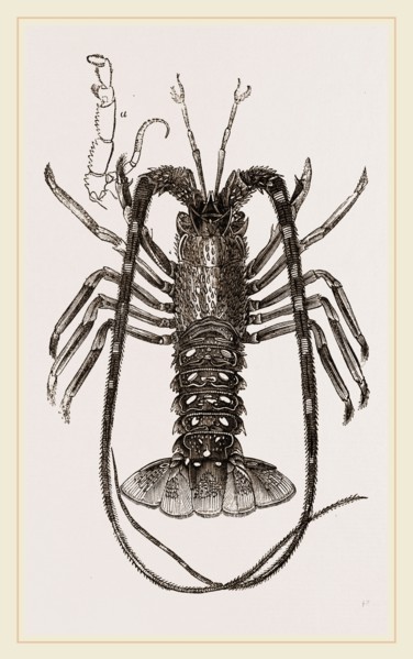 Sea Crayfish