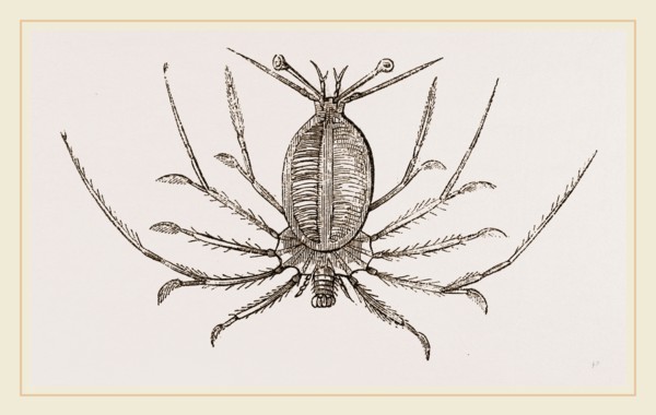 Phyllosoma commune