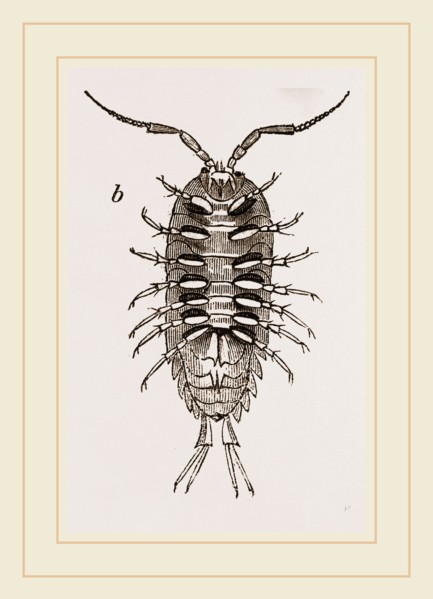 Ligia oceanica