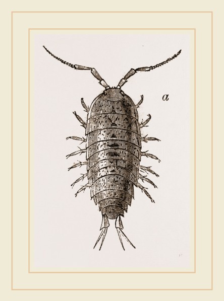 Ligia oceanica