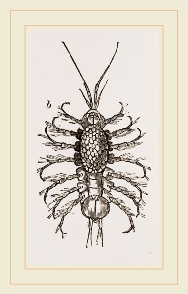 Asellus aquaticus. Asellus aquaticus' is a freshwater crustacean resembling a woodlouse. It is