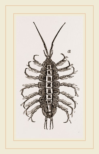 Asellus aquaticus. Asellus aquaticus' is a freshwater crustacean resembling a woodlouse. It is