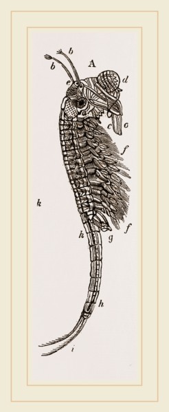 Brine Shrimp or Brine Worm. Artemia is a genus of aquatic crustaceans known as brine shrimp.