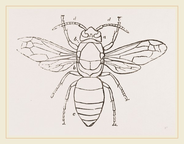 Hornet