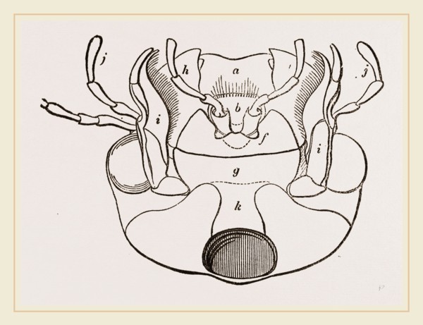 Month of Water-Beetle