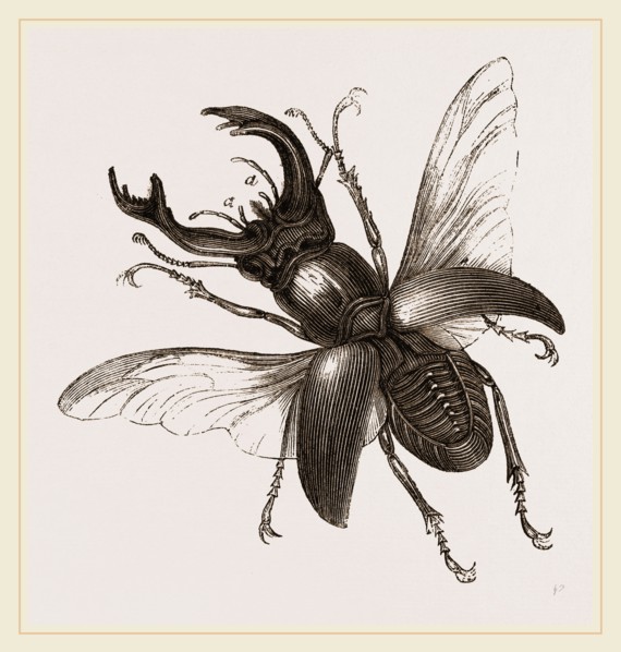 Stag Beetle, beetle in the family Lucanidae
