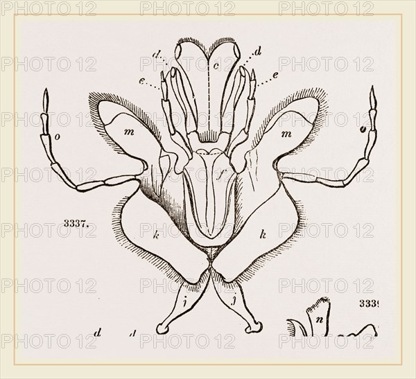 Parts of Mouth various Insects