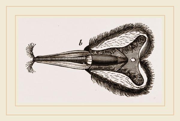 Mouth of Bee