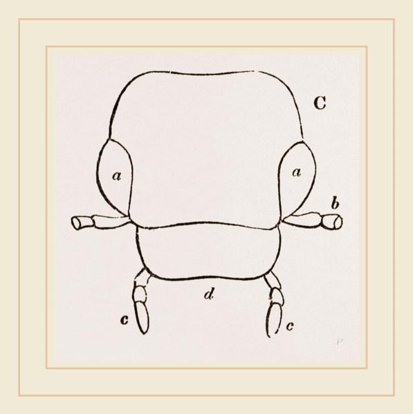Parts of Head Beetle