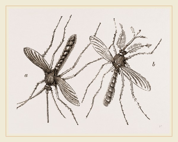 Male and Female Gnats