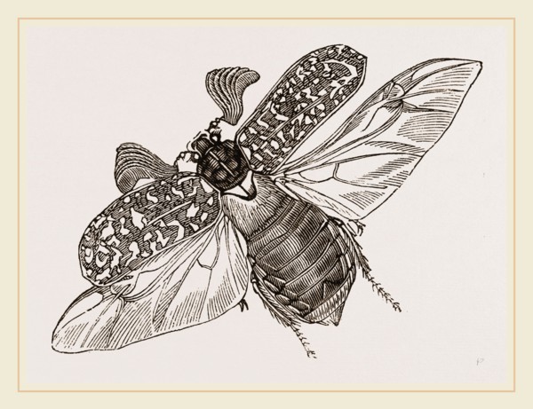 Beetle flying
