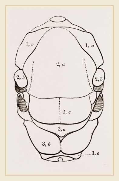 Thorax of Hornet