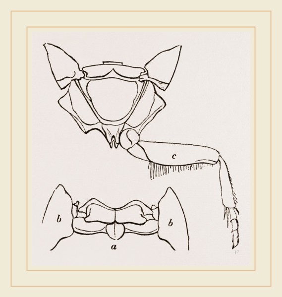 Parts of Thorax Beetle