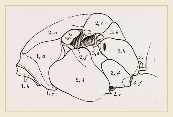 Thorax of Hornet