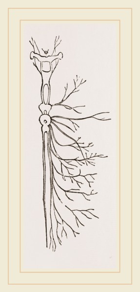 Nervous System in Chaffer-Beetle and Larva