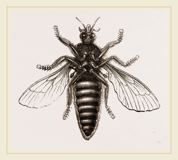 Under Surface of Two-winged Insect