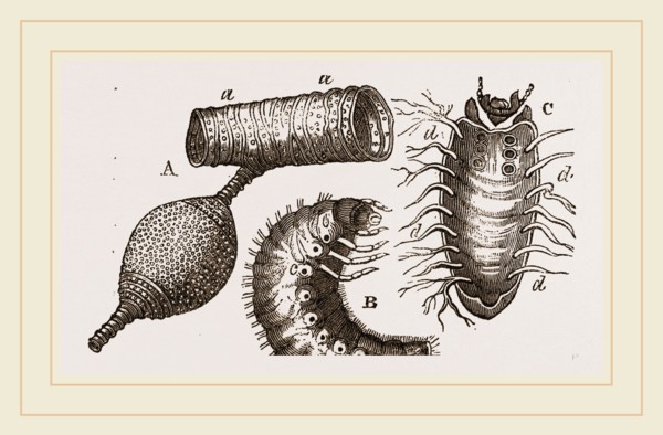 Details of Rhinoceros Beetle