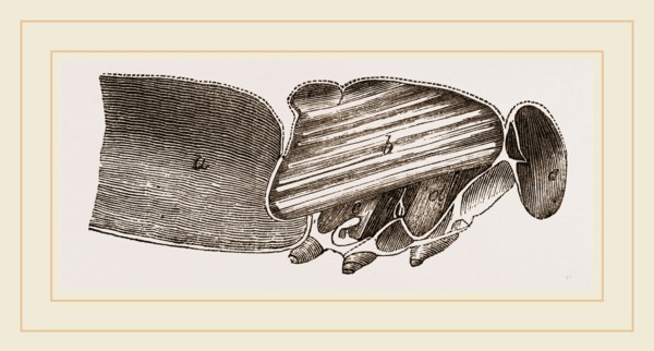 Muscles of Flight