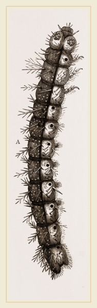 Caterpillar and Viscera of Tortoiseshell Butterfly
