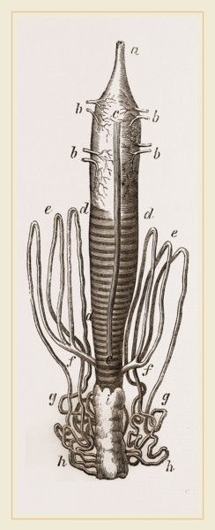 Caterpillar and Viscera of Tortoiseshell Butterfly