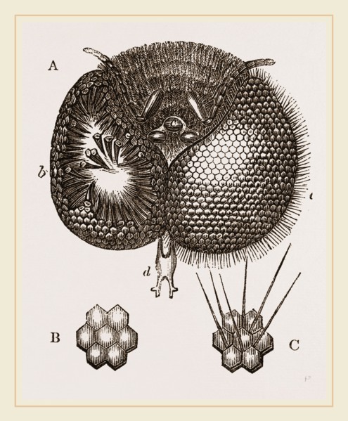 Eyes of Bee