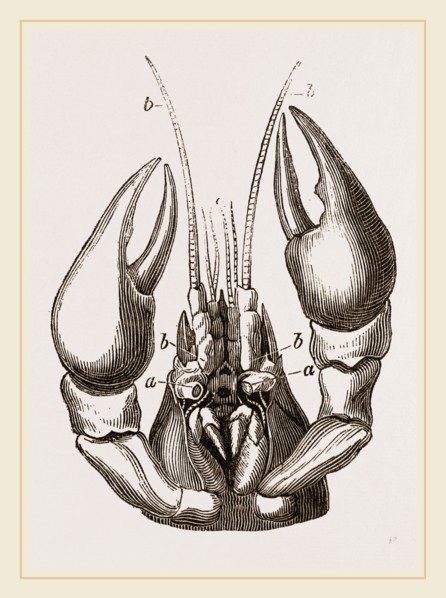 Head of Lobster