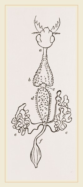Intestines of Cicindela campestris