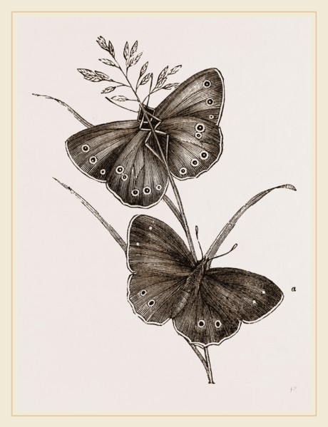 Ringlet Butterfly and Poa Grass