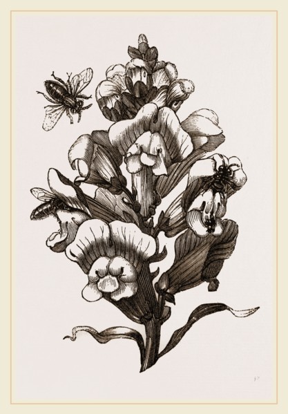 Bees and Snail-dragon