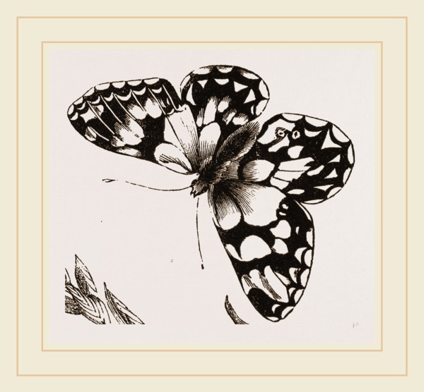 Marbled Butterfly